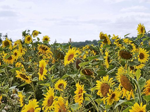 Die Marienburg zwischen den Sonnen