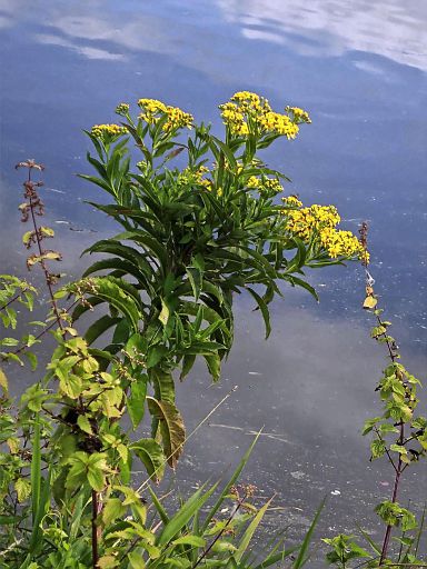 Schmuck an der Leine