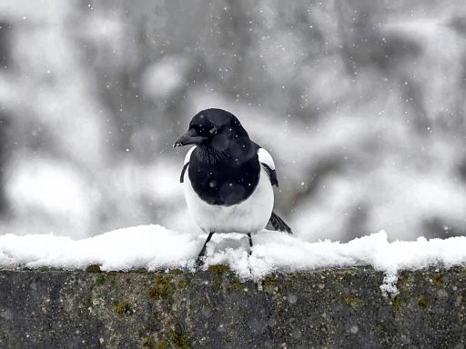 Kleine Flocken
