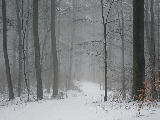 Nebel im Forst Barntrup