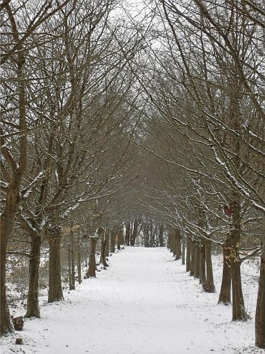 Allee