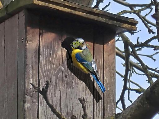 Der Nestbau hat begonnen