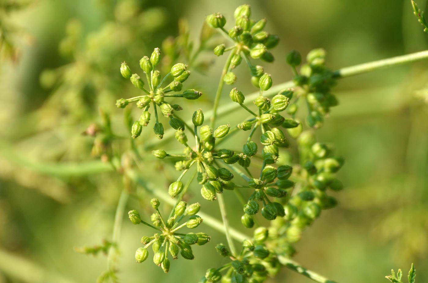 EMK_Hemlock_18-vi.jpg