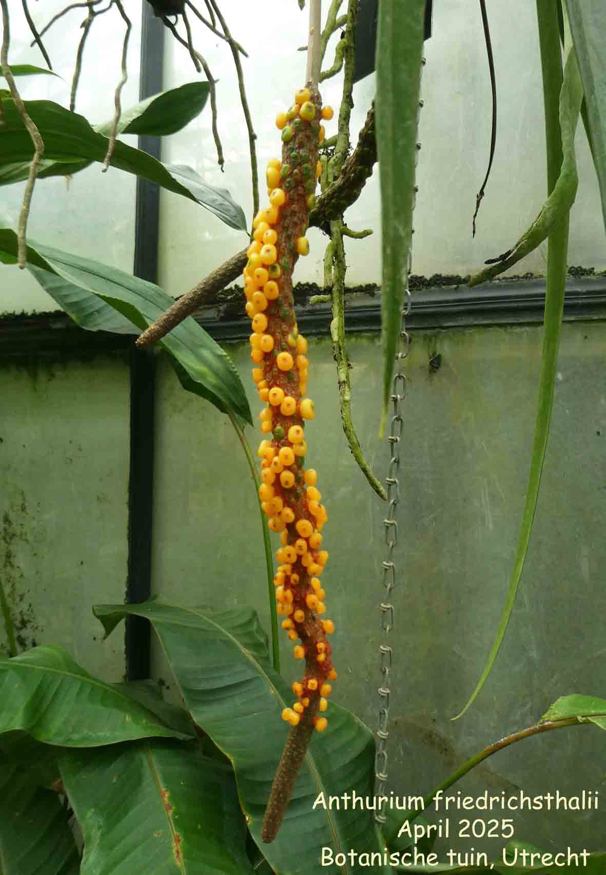 Photo: Anthurium ellipticum | Anthurium album | Nora Goosen | Fotki.com,  photo and video sharing made easy.