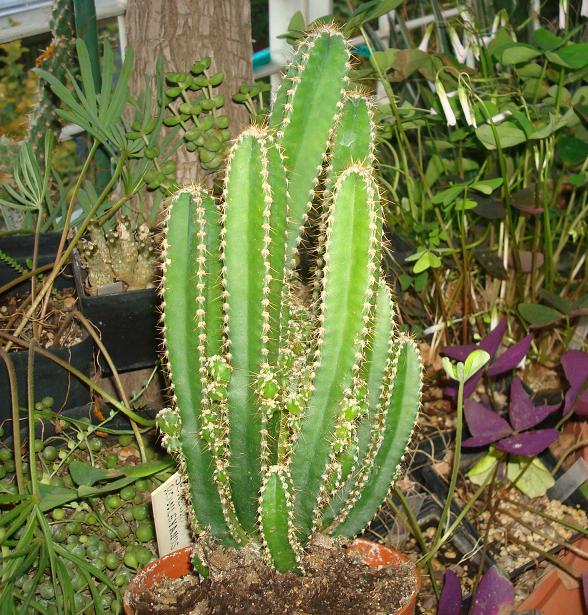 Photo: Cereus tetragonus 'Fairy Castle' | Cereus tetragonus monstrose ...